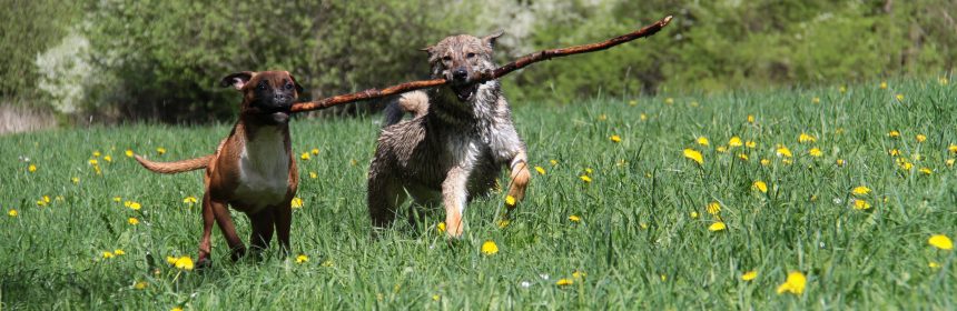 Two dogs carrying a large stick together