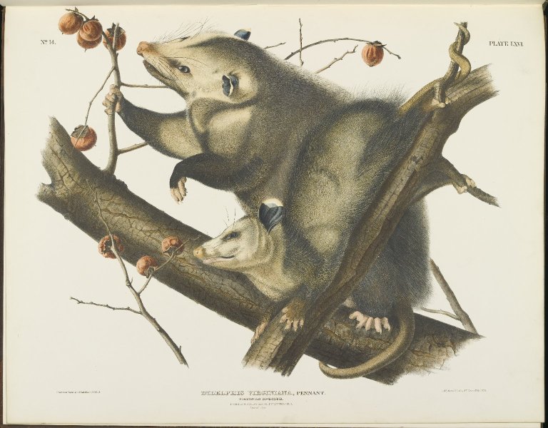 Illustration of a mother and baby possum on a branch