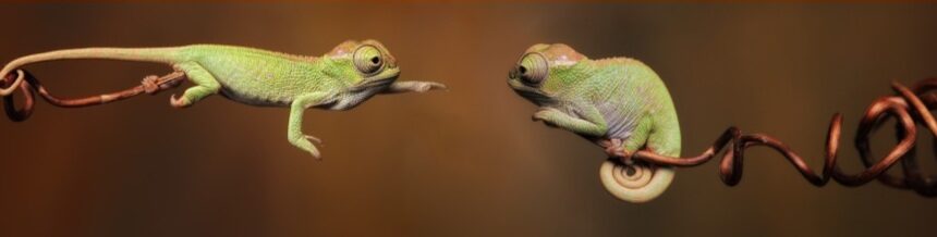 Two green chameleons on branches against a brown background.