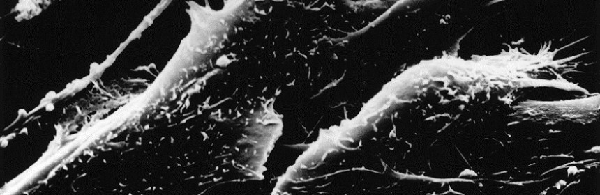 Microscopic image of skin cells