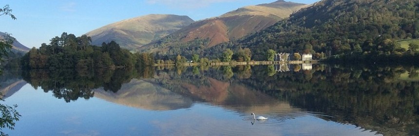 Still lake with swan