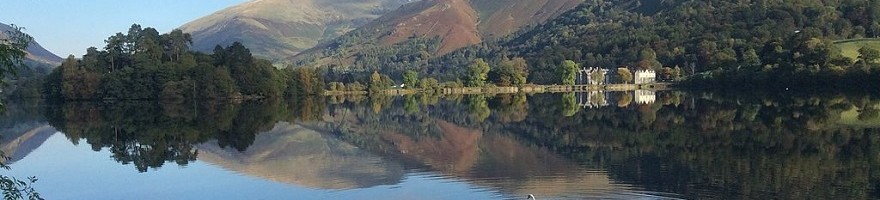 Still lake with swan