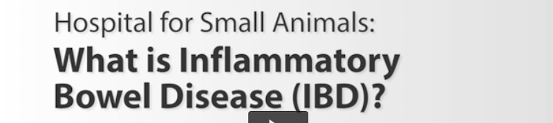 Hospital for Small Animals: What is Inflammatory Bowel Disease (IBD)?