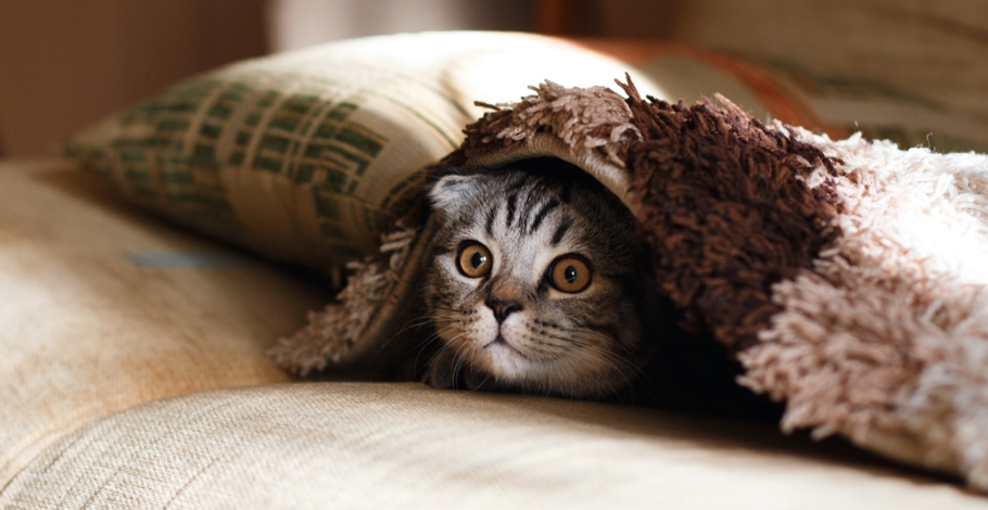 A photograph of a cat looking out from under a blanket.