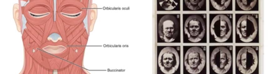 Facial musculature