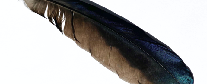 feather