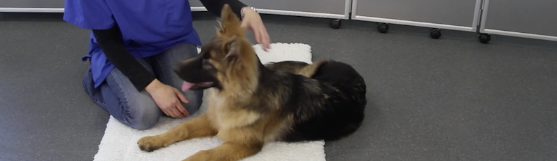 Alsatian dog sitting comfortably on the ground.