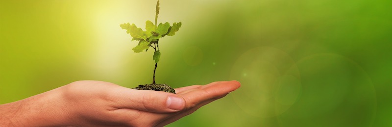 Hand holding a small green plant seedling