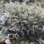 Closeup photograph of lichen