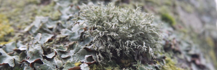 Closeup photograph of lichen