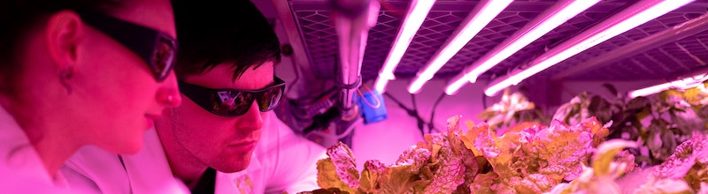 Food scientists examining produce