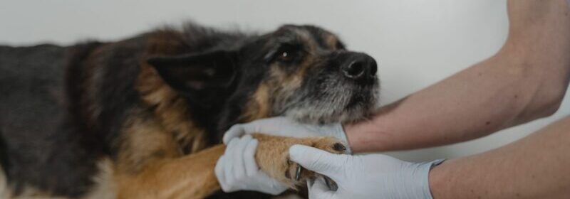 Old dog letting a vet examine its paw